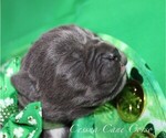 Small #3 Cane Corso