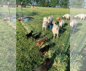 Australian Kelpie Puppy for sale in HARRISONVILLE, MO, USA