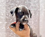 Small Chihuahua Mix