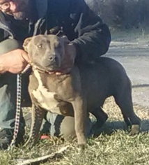 American Bully Mikelands  Puppy for sale in FLEMINGTON, MO, USA