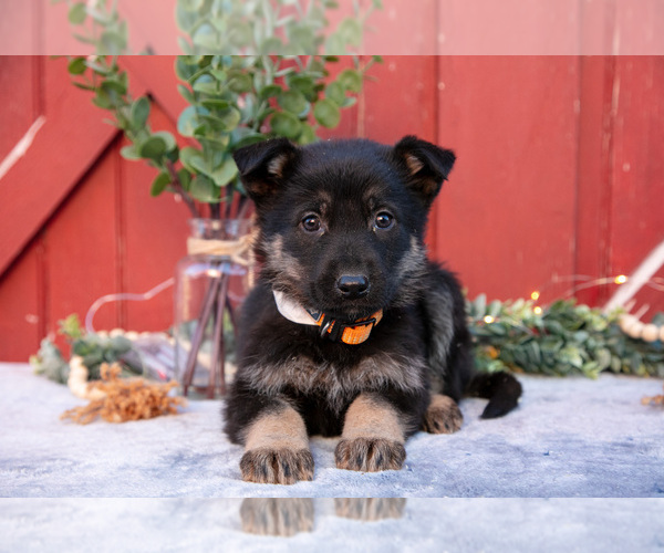 Medium Photo #1 German Shepherd Dog Puppy For Sale in PARKESBURG, PA, USA