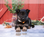 Puppy Arlo German Shepherd Dog
