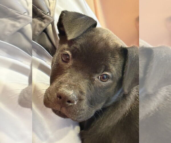 Medium Photo #2 American Staffordshire Terrier-Staffordshire Bull Terrier Mix Puppy For Sale in Brewster, NY, USA