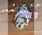 Small #1 Australian Shepherd-Border Terrier Mix