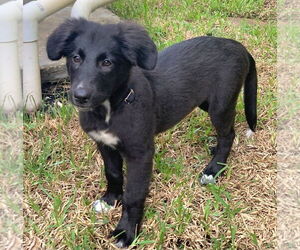 German Shepherd Dog-Unknown Mix Dogs for adoption in Royal Palm Beach, FL, USA