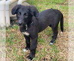 Small German Shepherd Dog Mix