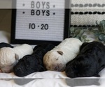 Small Photo #5 Goldendoodle Puppy For Sale in CAPON BRIDGE, WV, USA