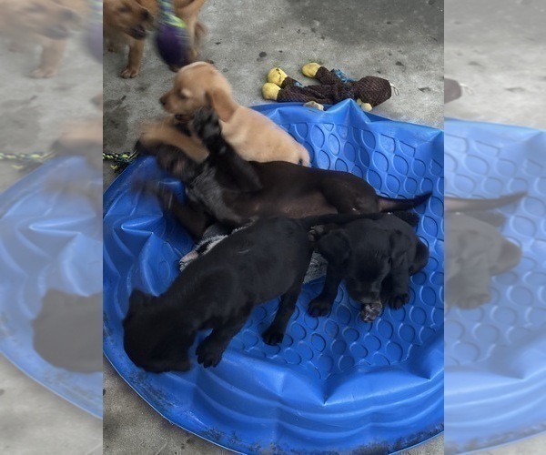 Medium Photo #8 Labrador Retriever Puppy For Sale in GREENVILLE, SC, USA