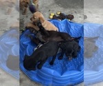 Small #7 Labrador Retriever