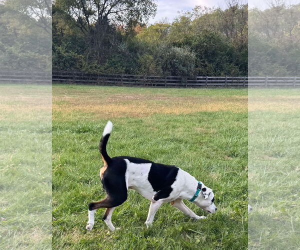 Medium Photo #9 Mutt Puppy For Sale in Germantown, OH, USA