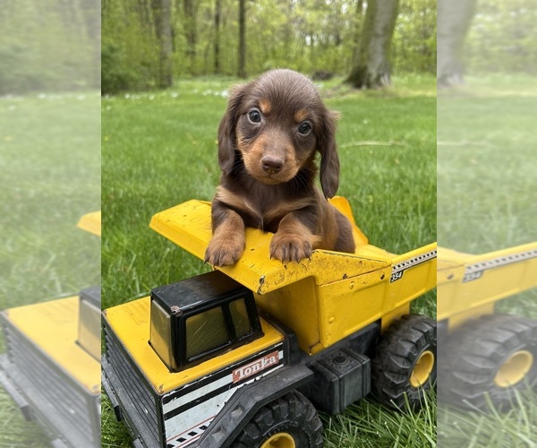Medium Photo #1 Dachshund Puppy For Sale in MIDDLEBURY, IN, USA