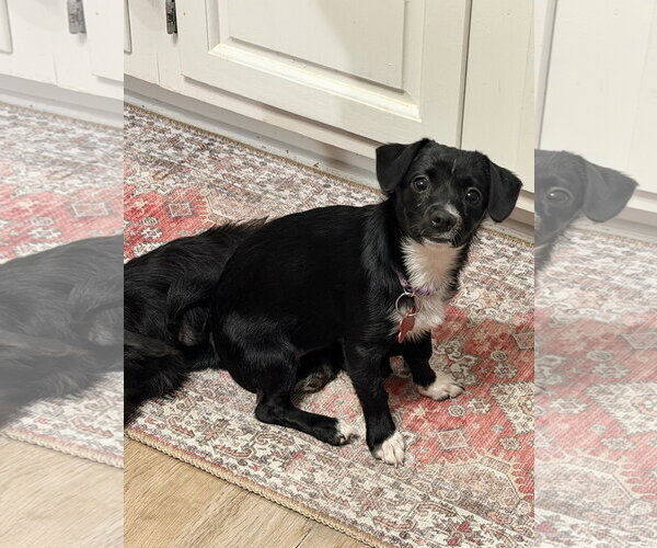 Medium Photo #2 Mutt Puppy For Sale in Grafton, WI, USA