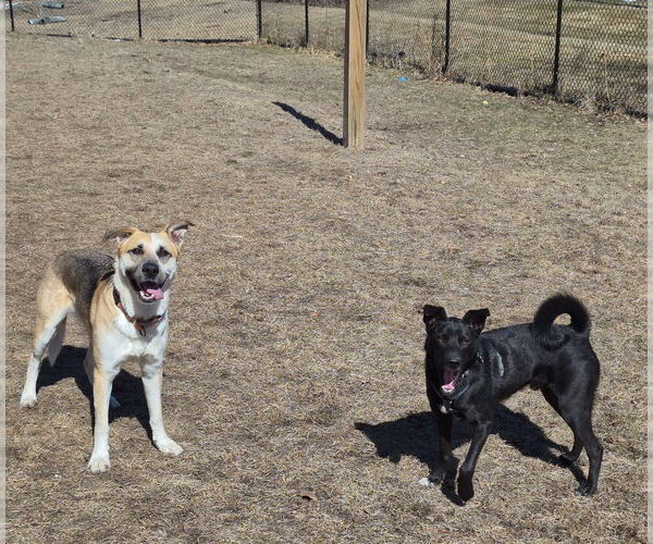 Medium Photo #11 Border Collie Puppy For Sale in Minneapolis, MN, USA