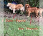 Small Photo #1 Golden Retriever Puppy For Sale in MAULDIN, SC, USA
