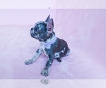 Small Photo #5 French Bulldog Puppy For Sale in SUWANEE, GA, USA