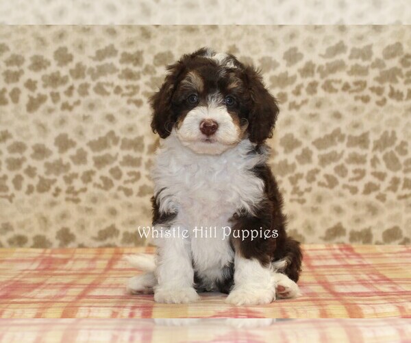 Medium Photo #1 Miniature Bernedoodle Puppy For Sale in DENVER, PA, USA