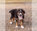 Small Photo #5 Australian Shepherd Puppy For Sale in DOVER, FL, USA