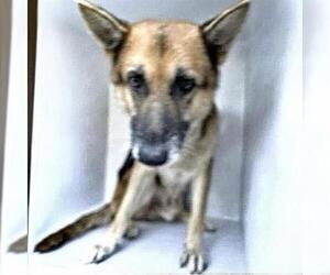 German Shepherd Dog Dogs for adoption in Houston, TX, USA
