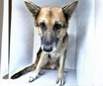 Small German Shepherd Dog