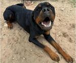 Small #2 Rottweiler