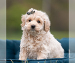 Puppy Oakley Maltipoo (Miniature)