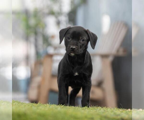 Medium Photo #4 Labrador Retriever-Unknown Mix Puppy For Sale in San Diego, CA, USA