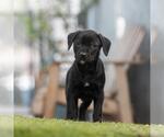 Small #3 Labrador Retriever Mix