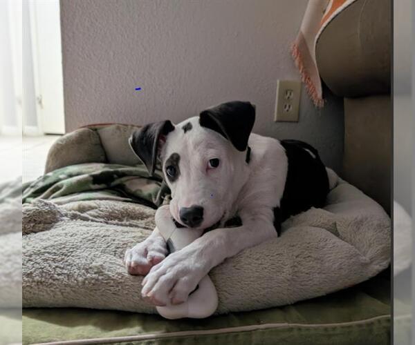 Medium Photo #1 Mutt Puppy For Sale in San Antonio, TX, USA