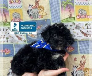 YorkiePoo Puppy for sale in WINNSBORO, LA, USA