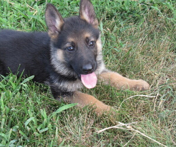 Medium Photo #1 German Shepherd Dog Puppy For Sale in COLUMBUS, NE, USA