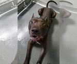 Small #1 American Pit Bull Terrier