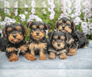 YorkiePoo Litter for sale in BALTIC, OH, USA