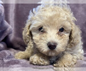 Poodle (Miniature)-Unknown Mix Dogs for adoption in Pacolet, SC, USA