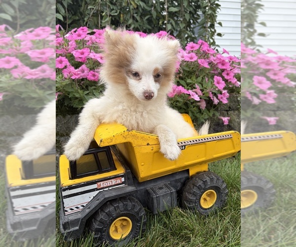 Medium Photo #3 Pomeranian Puppy For Sale in MIDDLEBURY, IN, USA