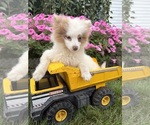 Small #2 Pomeranian