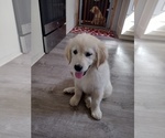 Small #6 Golden Retriever