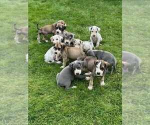 Great Dane Litter for sale in BONNEY LAKE, WA, USA