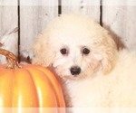 Small Photo #3 Bichpoo Puppy For Sale in MOUNT VERNON, OH, USA