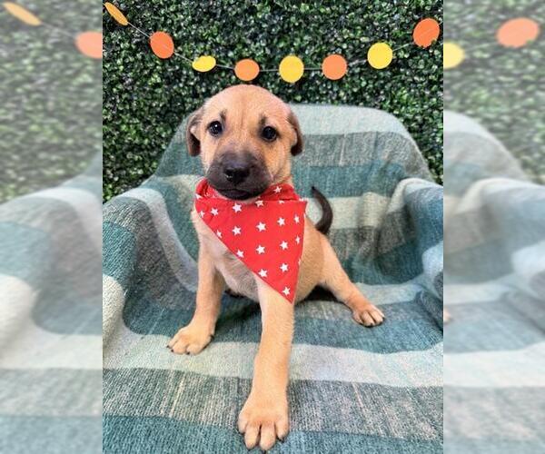 Medium Photo #1 Labrador Retriever-Unknown Mix Puppy For Sale in Corpus Christi, TX, USA