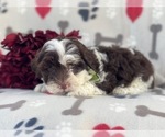 Small Photo #3 Lhasa-Poo Puppy For Sale in LAKELAND, FL, USA