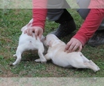 Small Photo #9 French Bulldog Puppy For Sale in GRAVETTE, AR, USA