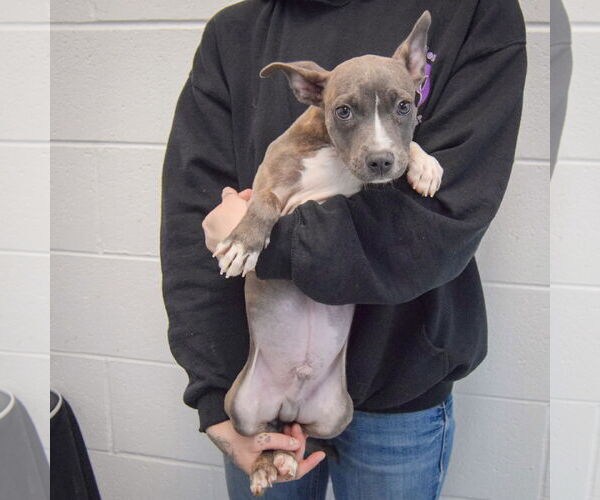 Medium Photo #4 American Staffordshire Terrier-French Bulldog Mix Puppy For Sale in Huntley, IL, USA