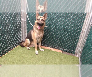 German Shepherd Dog Dogs for adoption in Downey, CA, USA