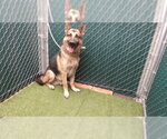 DUKE - Male German Shepherd Dog Dog for Adoption - Small photo