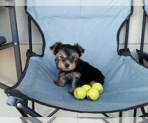 Yorkshire Terrier Dogs for adoption in EUGENE, OR, USA