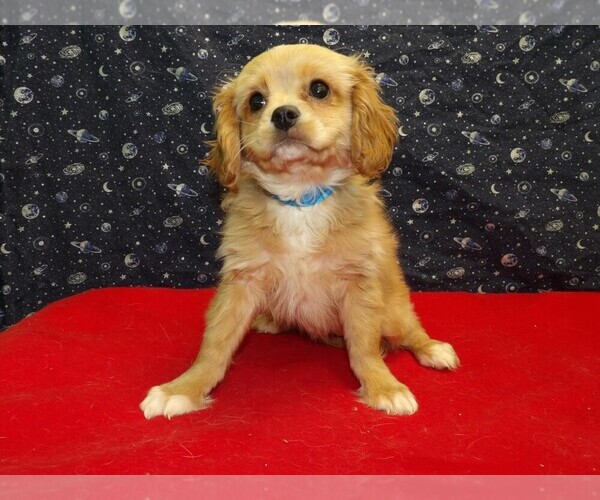 Medium Photo #5 Cavachon Puppy For Sale in PATERSON, NJ, USA