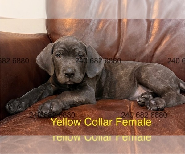 Medium Photo #4 Cane Corso Puppy For Sale in LA PLATA, MD, USA