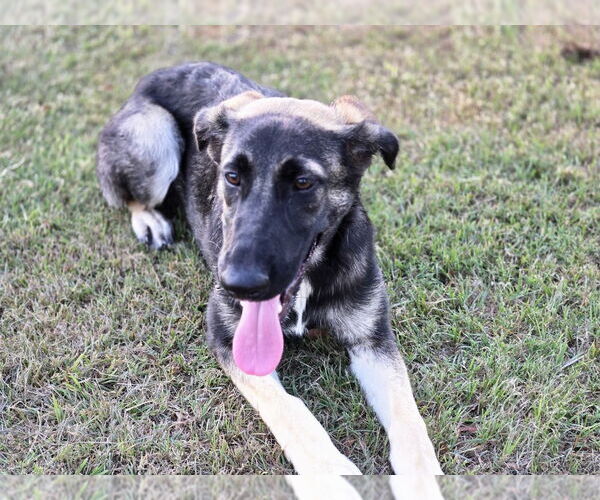 Medium Photo #1 German Shepherd Dog-Unknown Mix Puppy For Sale in Boston, MA, USA