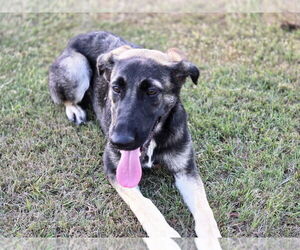 German Shepherd Dog-Unknown Mix Dogs for adoption in Boston, MA, USA