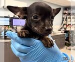 Small Photo #2 Chihuahua-Unknown Mix Puppy For Sale in Washington, DC, USA